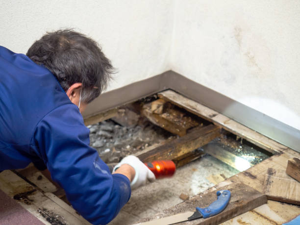 Best Fast Mold Removal  in Gilbert, MN