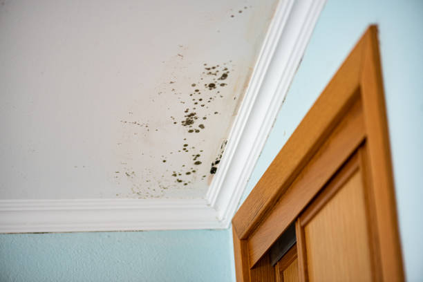 Best Mold Testing and Removal  in Gilbert, MN
