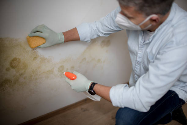 Professional Mold Removal in Gilbert, MN