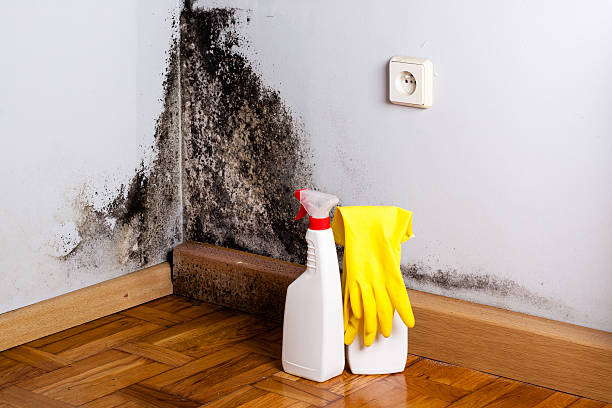 Best Certified Mold Removal  in Gilbert, MN