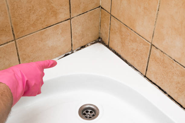 Office Mold Removal Services in Gilbert, MN