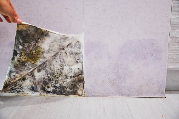 Best Water Damage Restoration  in Gilbert, MN